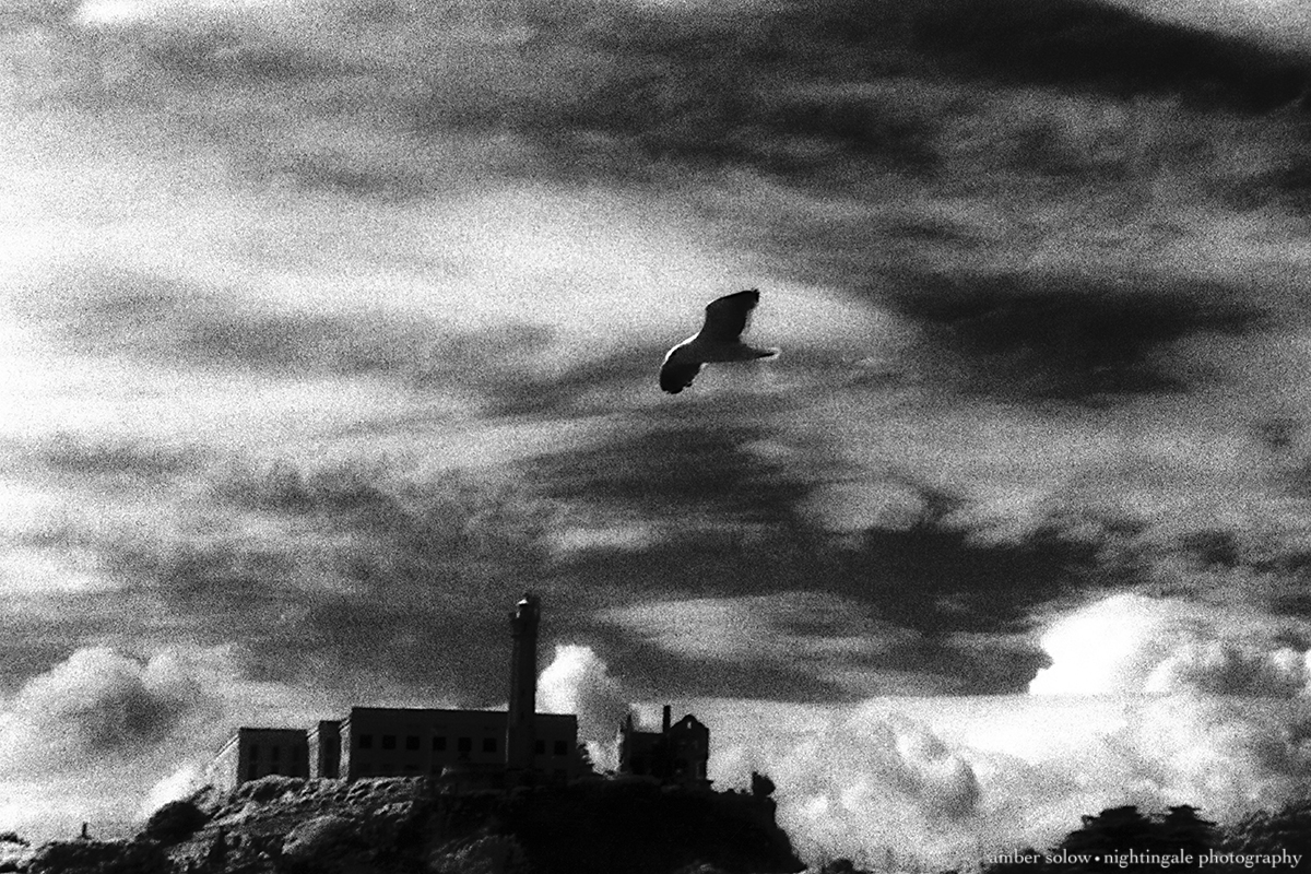 Alcatraz Gull