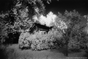 Home Behind Lilacs