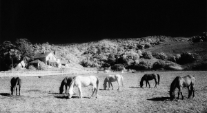 Horses Grazing