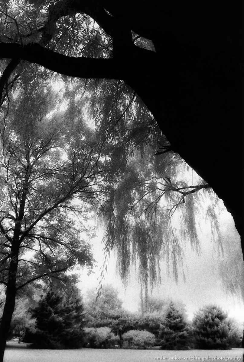 Shade Under the Willow