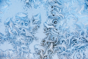 Frost Ferns and Curls