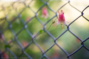 Fenced