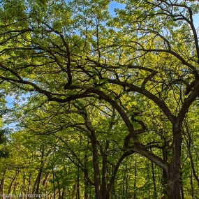 Shinrin-Yoku