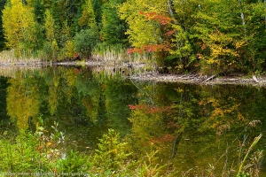 Reflection in Green in Fall