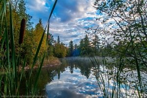 Cattail at Whitman Pond