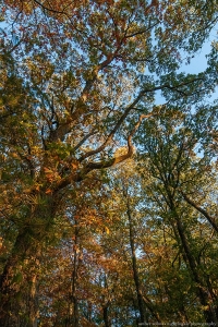 Golden Hour Green in the Early Fall