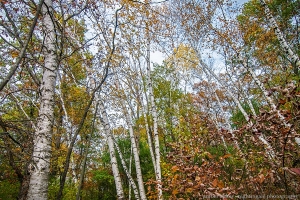 Birches in Fall