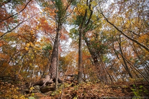 Fall Dappled