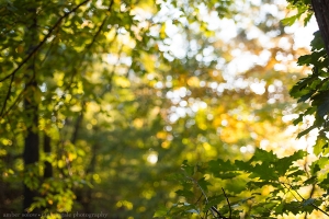 Staring into Middle Distance in Early Fall