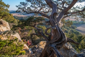 That Tree Sees All