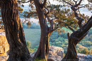 Three Trees Watching the Sun Go Down