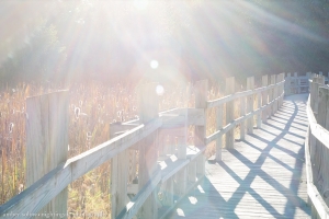 Arboretum Boardwalk in the Fall Sun