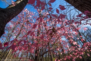 The Pink Tree