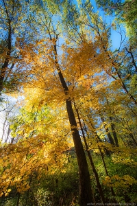 Golden Hour Golden Tree