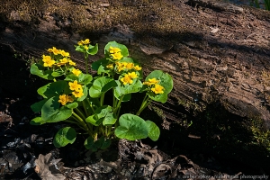 Renewal in Green and Yellow