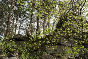 Fresh Green and Sloping Rock