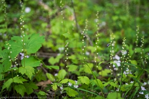 Fairy Bells