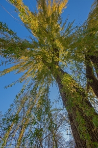 Reaching Willow