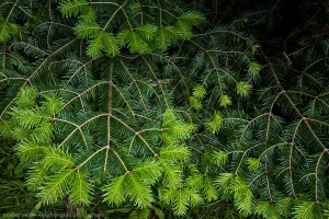 Pine Needles and Their Greens