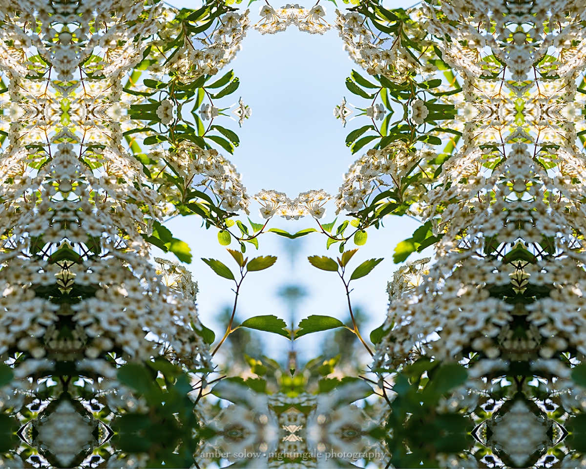 Bridal Wreath Matron