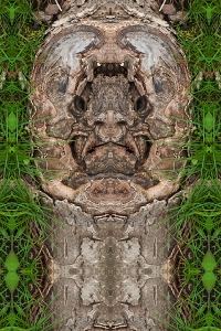 Bull's Bark