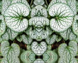 Leafy Learer