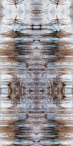 Reeds' Reflection