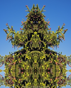 Larch Pine Monsters