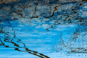 Bare Tree Reflection 1