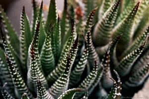 Pointy Succulent 1