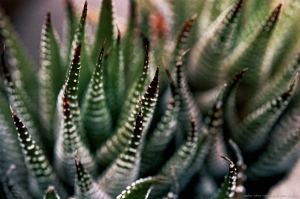 Pointy Succulent 2