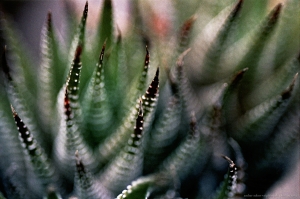 Pointy Succulent 3