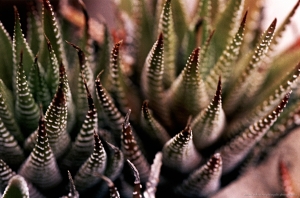 Pointy Succulent 4