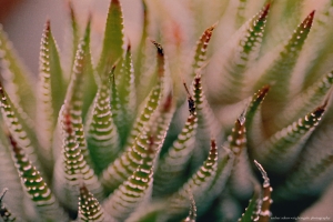 Pointy Succulent 5