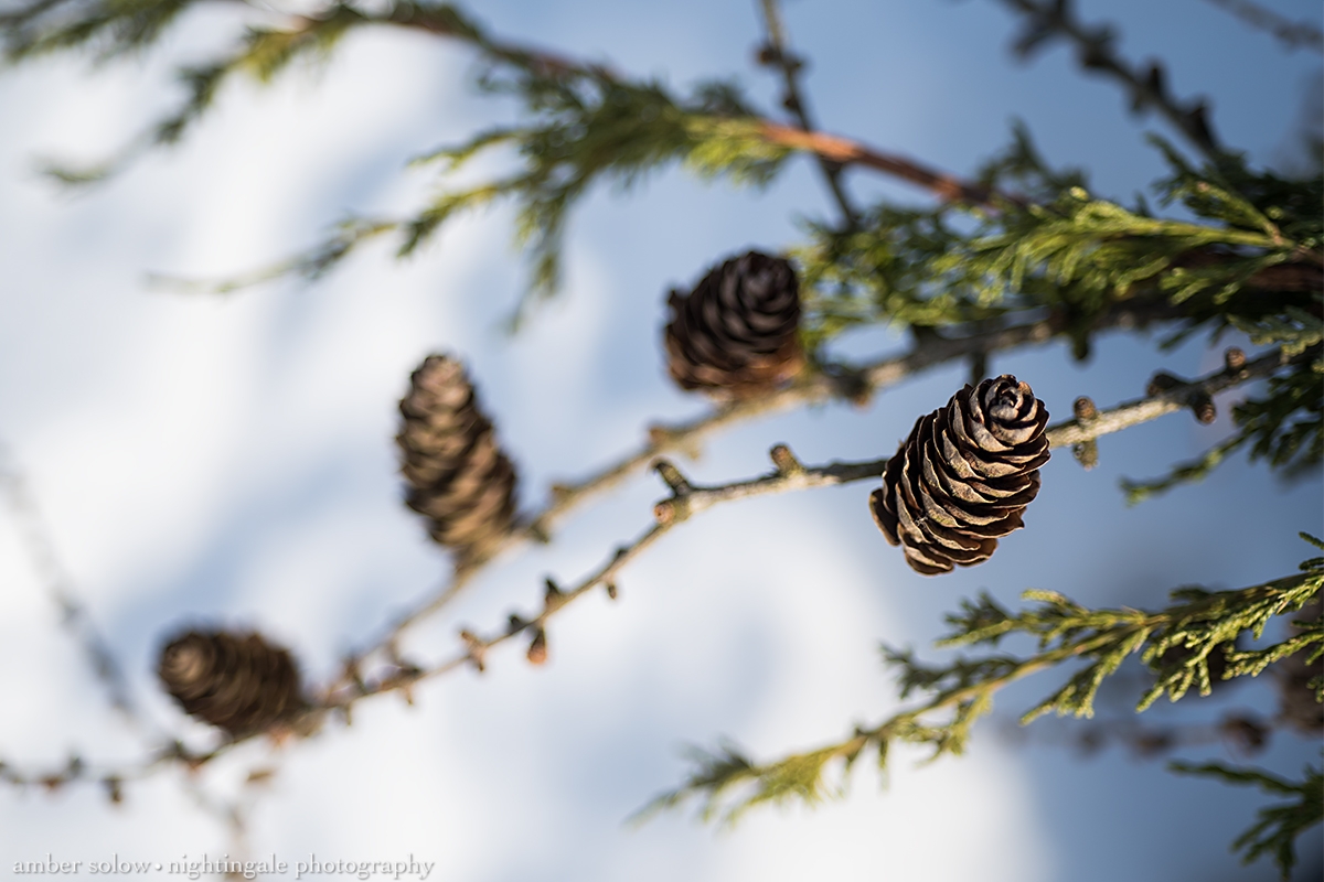 Winter Pine Cones