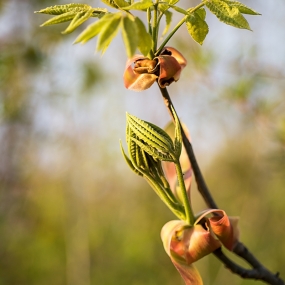 Wild Ikebana