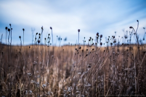 Fall Field Gone to Seed