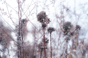 Fall Weeds in Fog