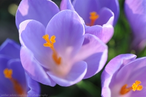 Invitation in Orange and Purple