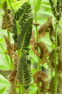 Ferns in Greens and Bronze 2