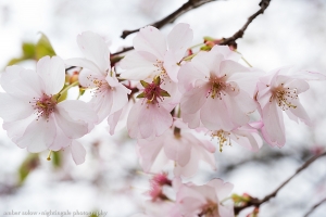 Pretty in Pinks