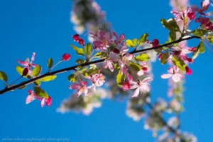 Delicate Blossoms in the Strong Sky