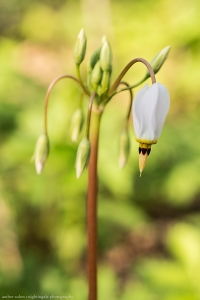 First Brave Bloom