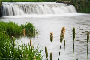 The Grasses of Hyde Mill