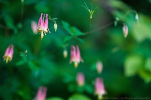 Columbines in Green