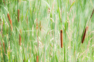 Frogpond Cattails