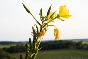 Exalting the Sunlight